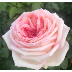 Meine Rose P STAMME 80 cm