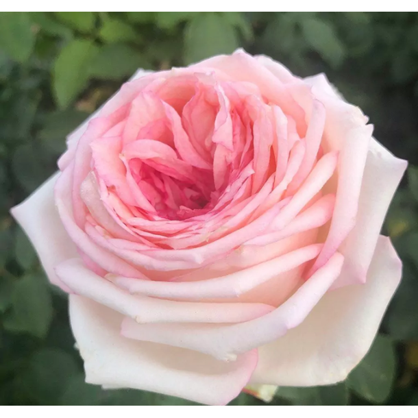 Meine Rose P STAMME 80 cm