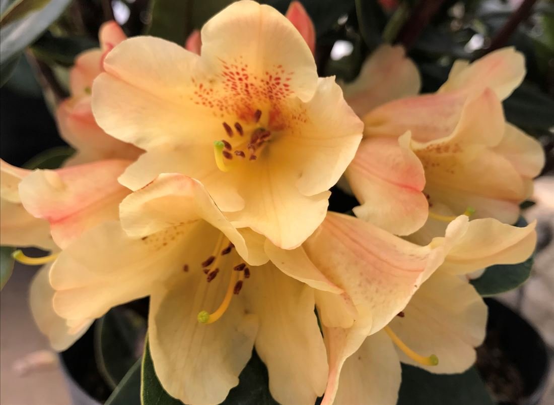 Rh. Moon Fire - Rhododendron - MY-GARDEN