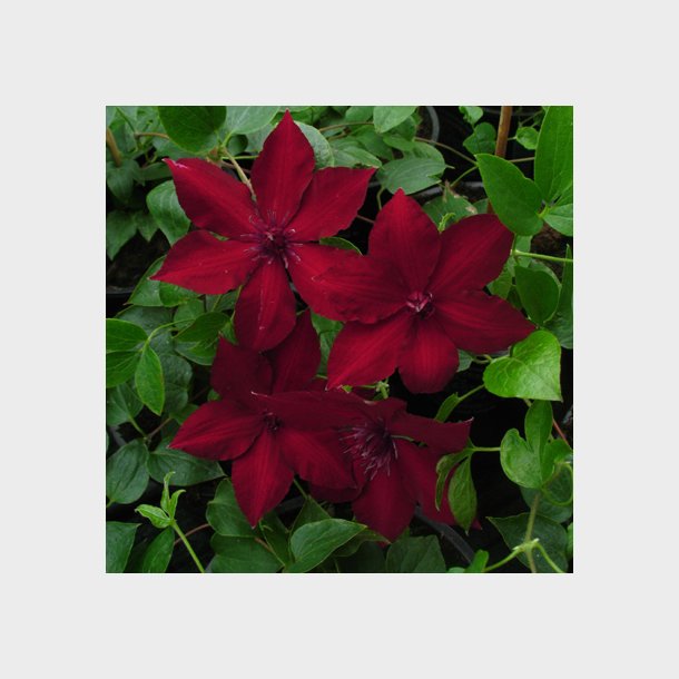 Clematis Nubia Evipo 079