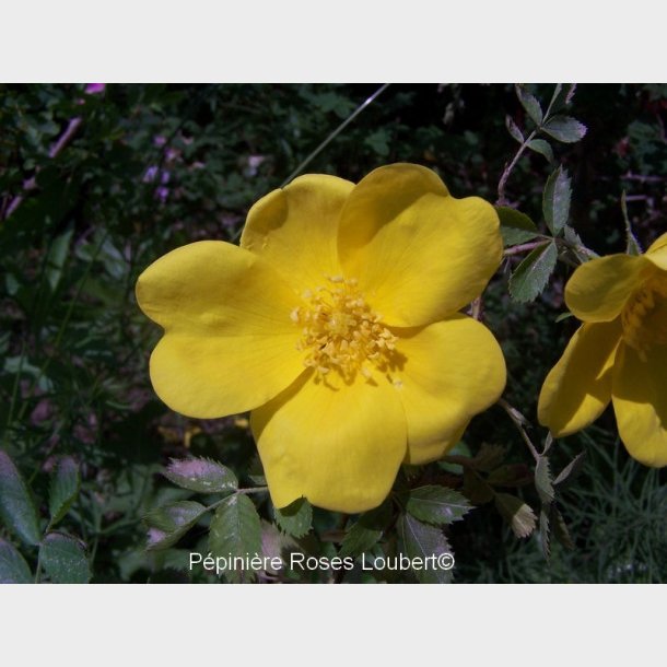 Rosa foetida