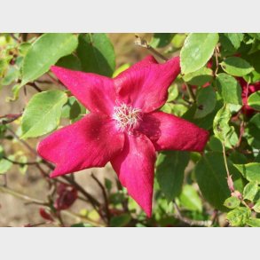 Rosa chinensis sanguinea