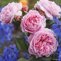 Rosengr�fin Marie Henriette (Floribunda)