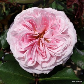 Rosengrfin Marie Henriette (Floribunda)