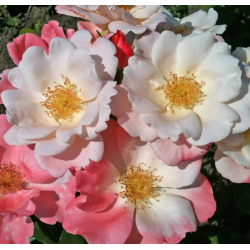 Roseromantic / Klima-rose