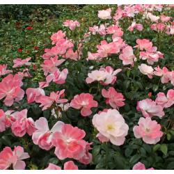 Roseromantic / Klima-rose