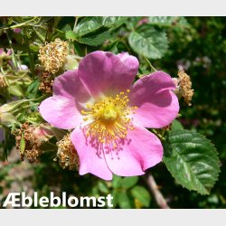 Rosa rubiginosa (�blerose)