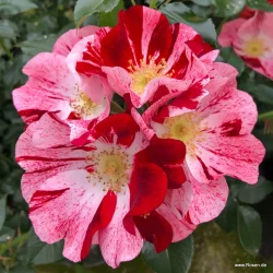 Simsalabin (Floribunda)