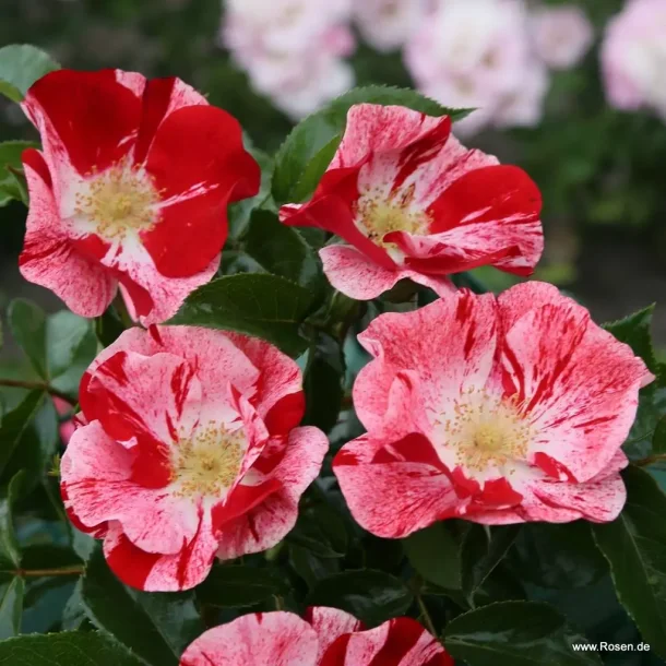 Simsalabin (Floribunda)