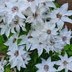 Clematis 'Sparkler'