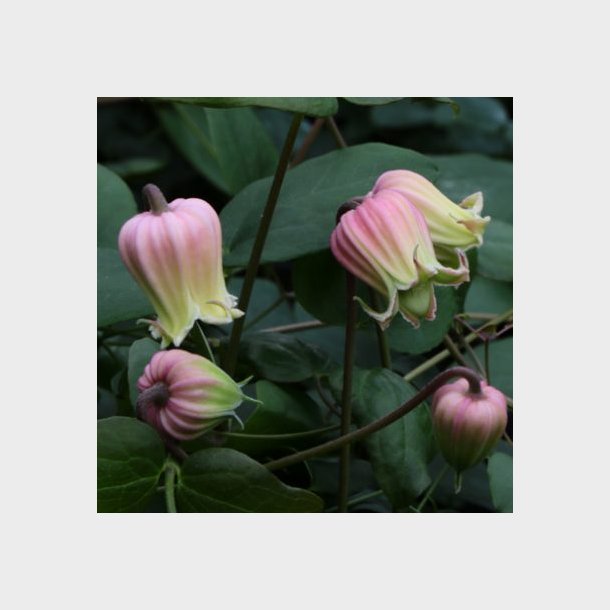 Clematis viorna Lauretta