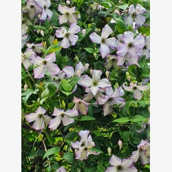 Clematis 'Richards Picotee'