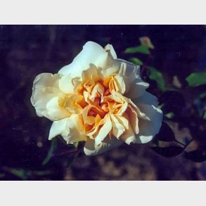 William Allen Richardson