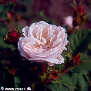 18 - Centifolia muscosa - Mosrose