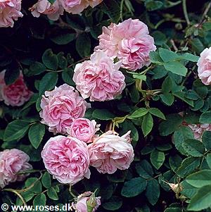 12 + 13 - Rosa Damascena - Damascenerrose