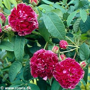 17 - Gallica - Fransk Rose