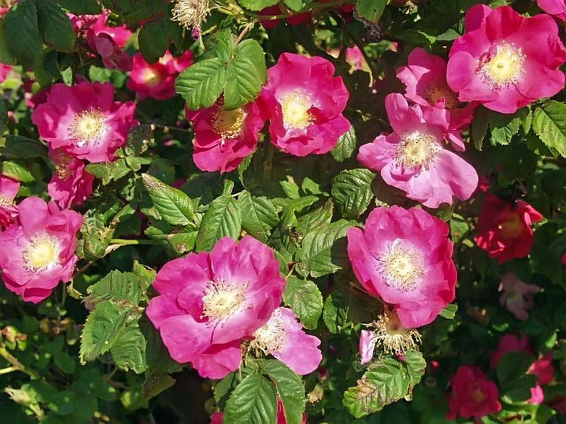 19 - Francofurtana - Frankfurtrose