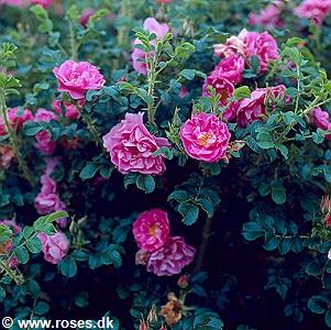35 - Rugosa - Rynkebladet Rose