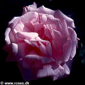 20 - Borbonica - Bourbonrose