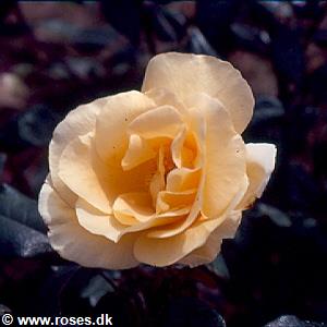 22 - Indica odorata - Terose