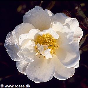 28 - Moschata - Moskusrose