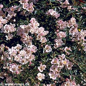 23 - Chinensis minima - Miniatureroser