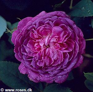 25 - Hybrida bifera - Remontantrose