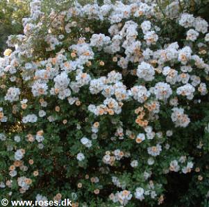 36 - Botaniske arter - Vilde roser