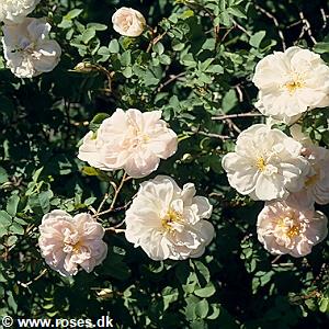 32 - Pimpinellifolia - Pimpinellerose