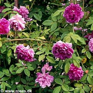 15 - Centifolia - Centifolierose