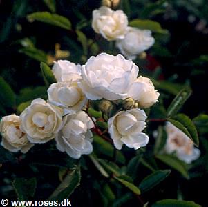 21 - Chinensis - Månedsrose