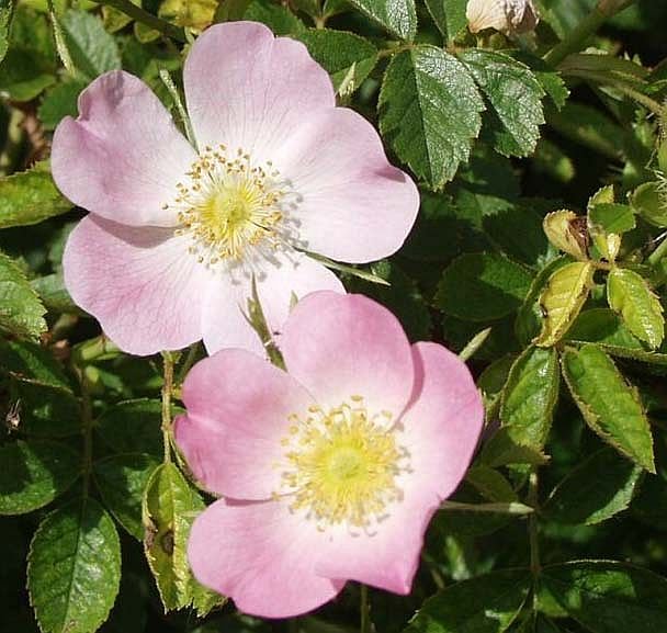 34 - Rubiginosa - Æblerose - MY-GARDEN
